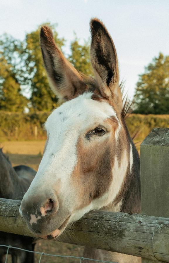奇彭纳姆Glamping At The Retreat Wiltshire Is Rural Bliss别墅 外观 照片